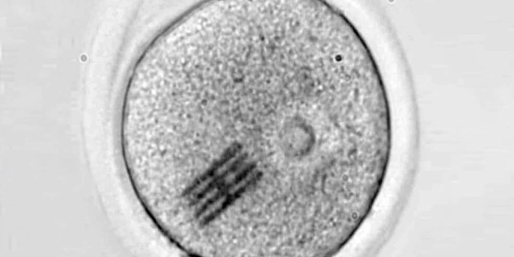 Científicos insertan chips dentro de óvulos para estudiar las primeras fases del desarrollo