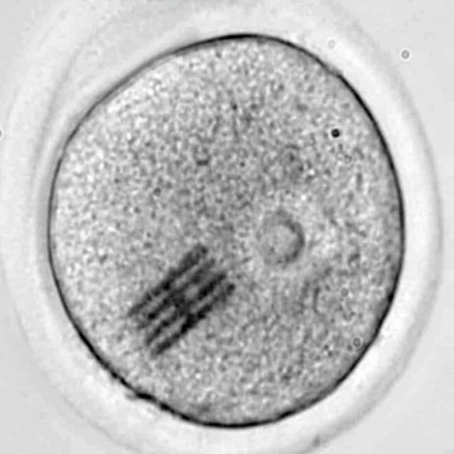 Científicos insertan chips dentro de óvulos para estudiar las primeras fases del desarrollo